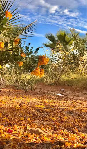 Vol ${{cityDName}} Ouargla