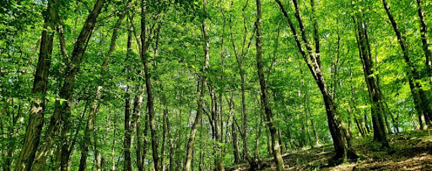 Törökmező Turistaház és Kalandpark