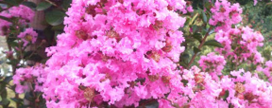 Les plantes de Tonio