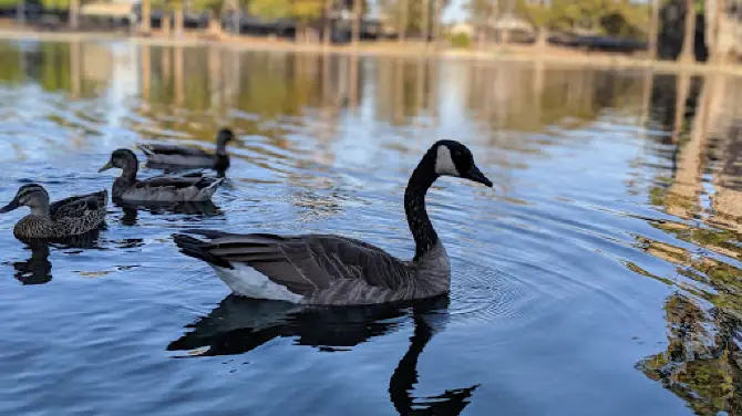 Alondra Park