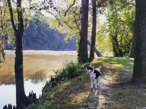 Greenville Offleash Dog Park