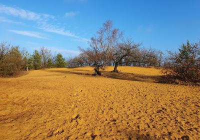 Hoge Kempen National Park