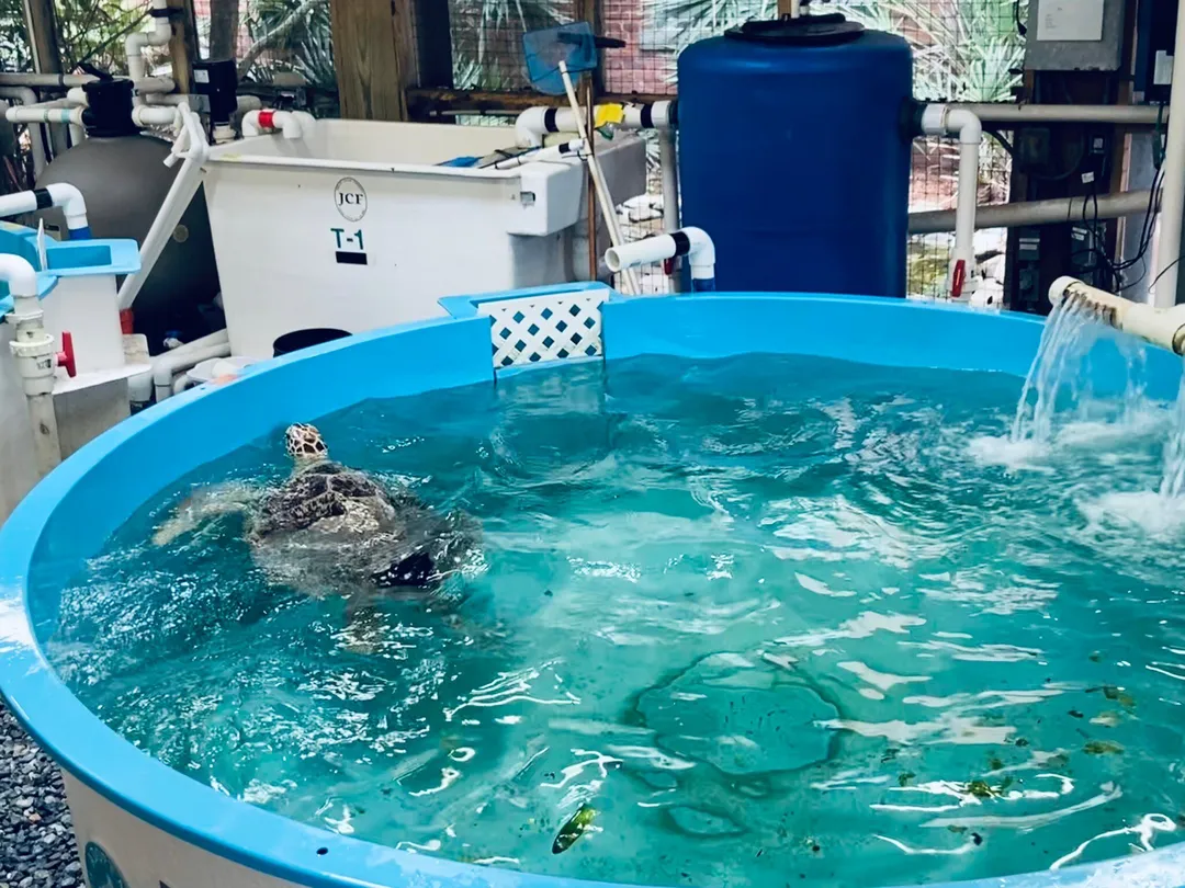 5_Georgia Sea Turtle Center