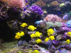 Tropicarium