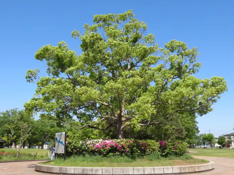Các khách sạn ở Abiko