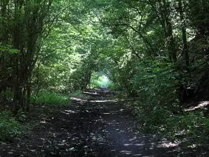 Upton Country Park