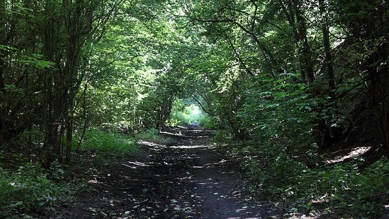 Upton Country Park