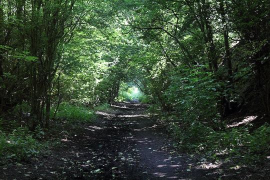 Upton Country Park