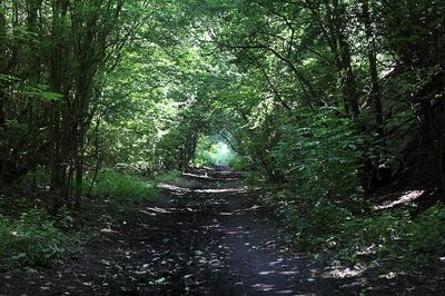 Upton Country Park