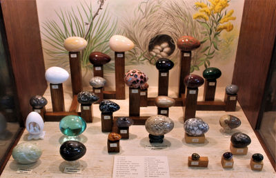 Petrified Wood Gallery