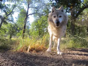 Wolf Haven International