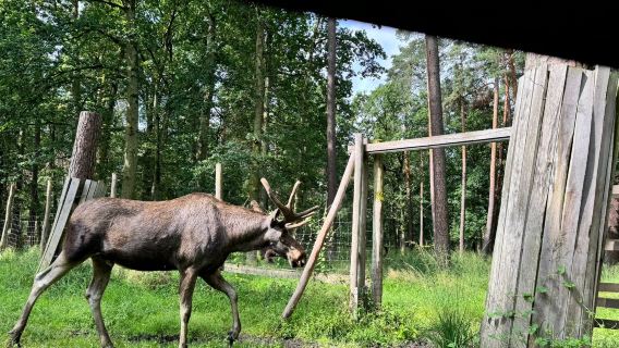 Wildpark Alte Fasanerie Klein-Auheim