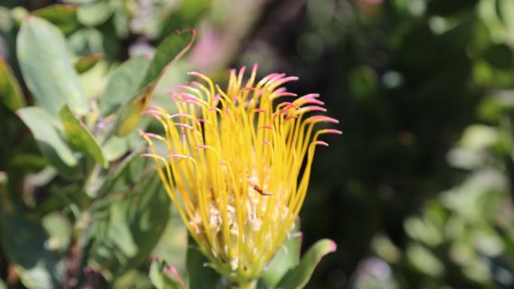 UC Santa Cruz Arboretum & Botanic Garden