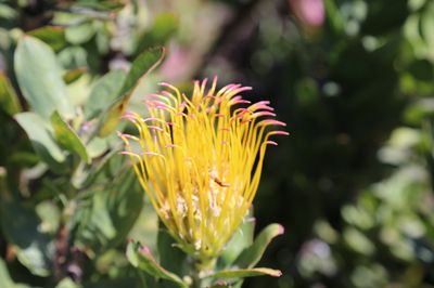 UC Santa Cruz Arboretum & Botanic Garden