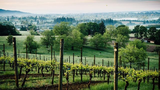 Natalie's Estate Winery