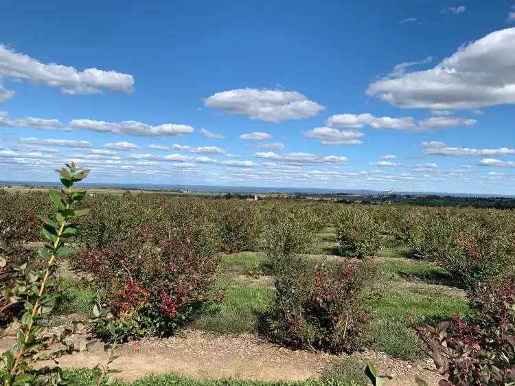 Lewis County