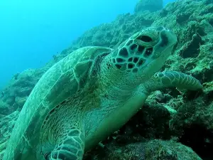 Dive Dream Divers