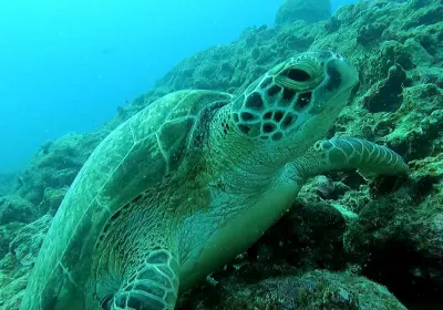 Dive Dream Diving Center