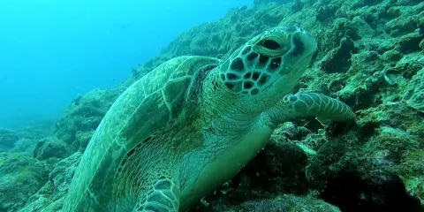 Dive Dream Diving Center