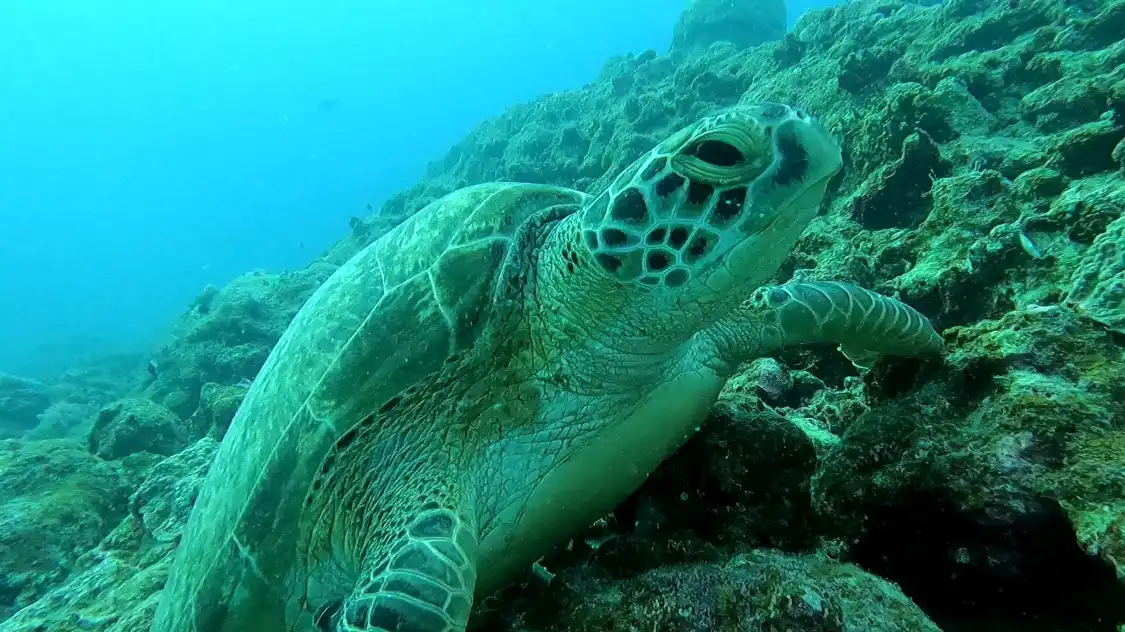 Hotels near Dive Dream Divers