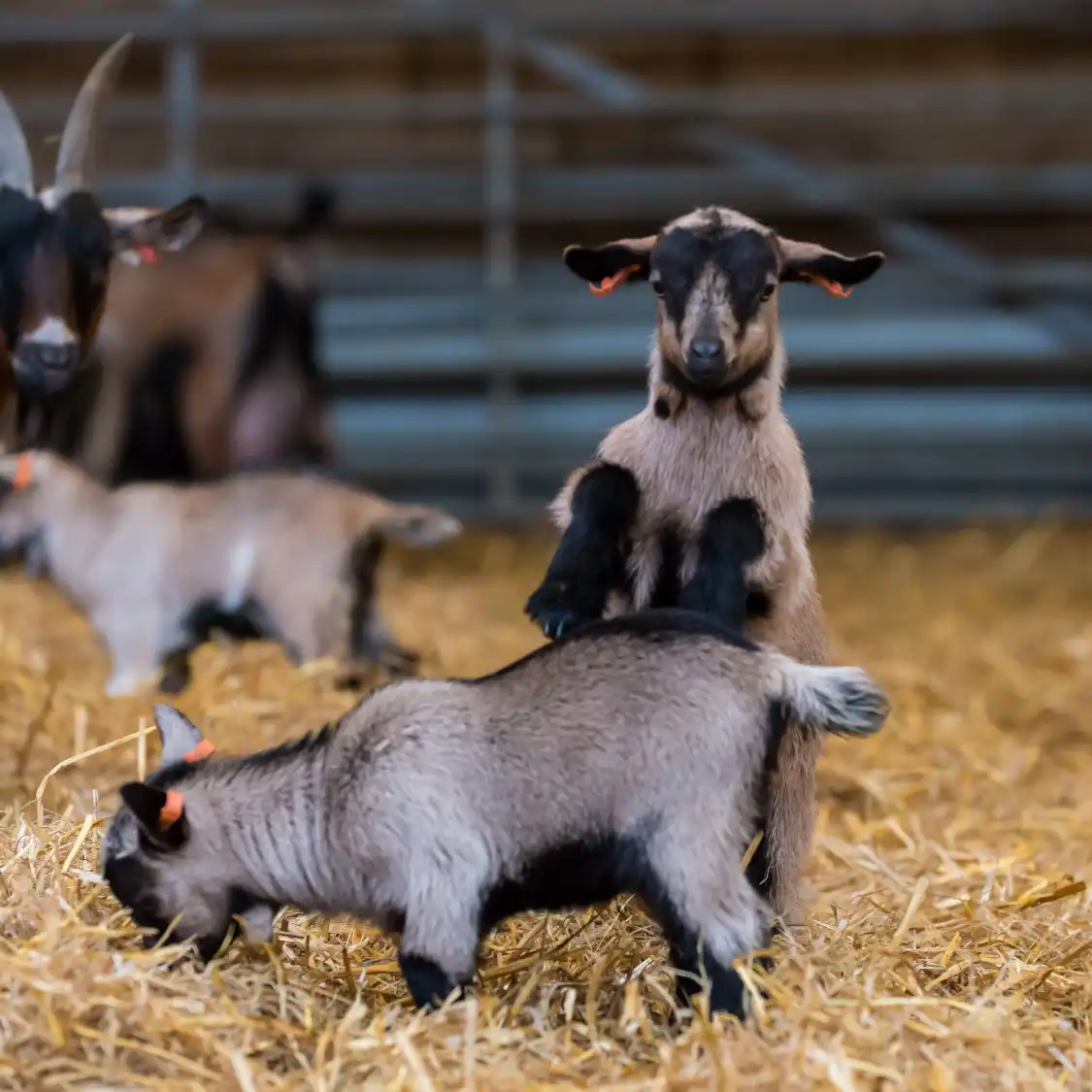Hotels near Mead Open Farm