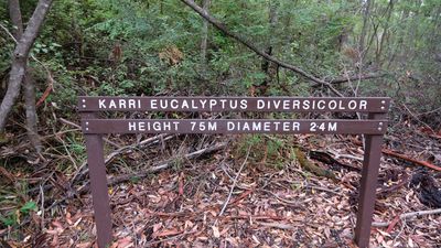 Greater Beedelup National Park