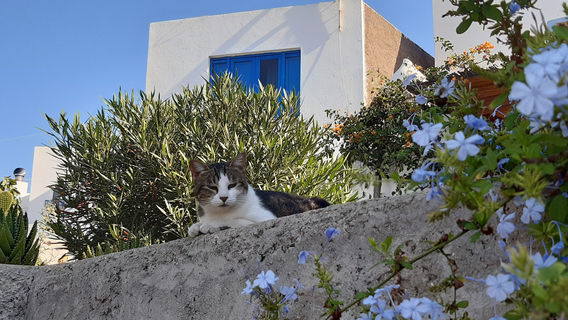 Ginostra