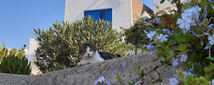 Ginostra