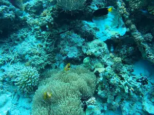 Werner Lau Diving Center Medhufushi