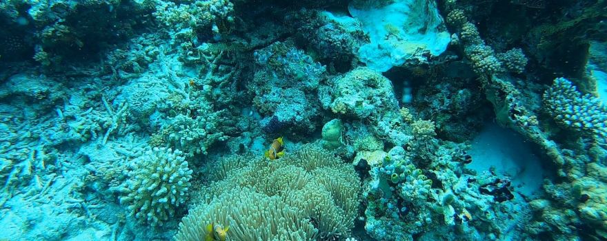 Werner Lau Diving Center Medhufushi