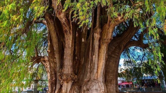 Palacio Municipal De Santa Maria Del Tule