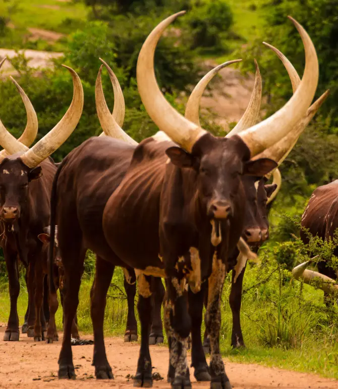 Mbarara
