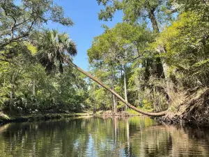 Steinhatchee Falls