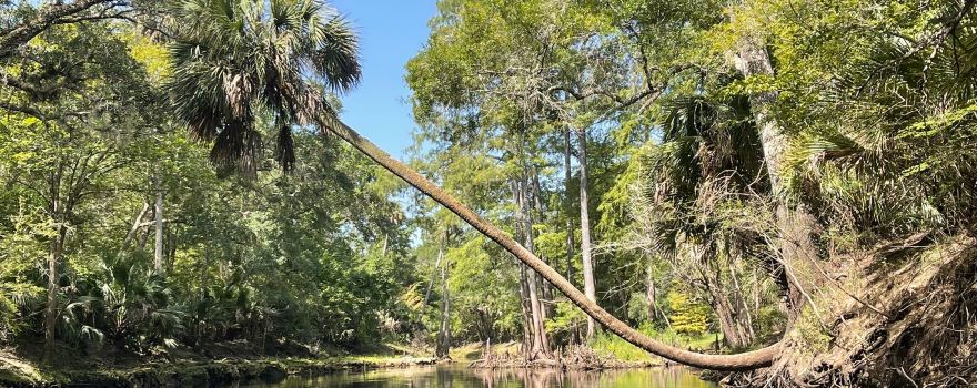 Steinhatchee Falls