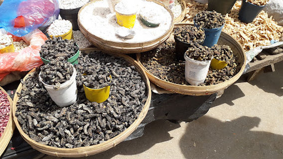 The Big Tree National Monument