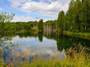 Markomusy