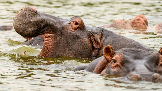 Kazinga channel community boat cruise.