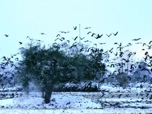 Суте Форест