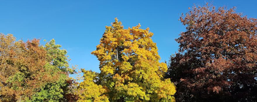 Parc des Bains