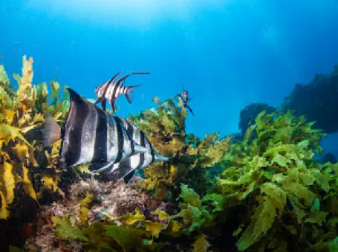 Swan Dive Dunsborough and Busselton