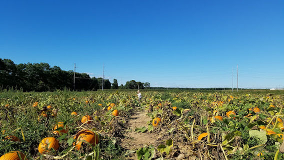 The Vineyard at East Wind