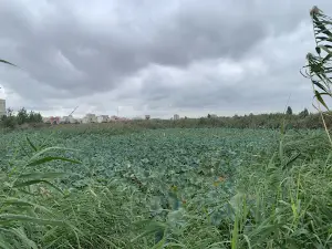 Recreational complex lotus pond