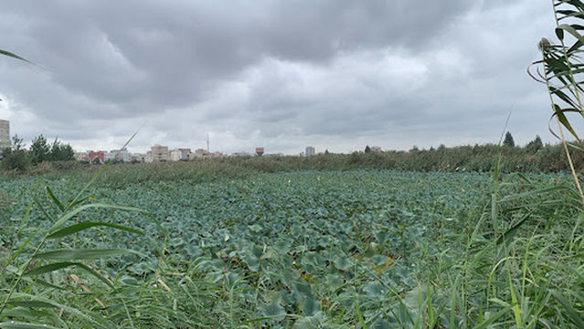 Recreational complex lotus pond