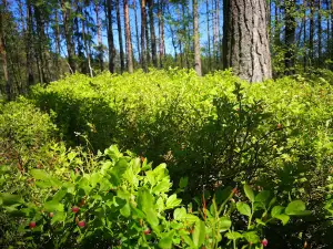 RMK Kaberneeme lõkkekohad