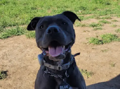 Taber Offleash Dog Park