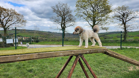 Charwell Dog Adventures and Wacky Woofers Dog Shop