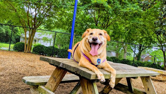 Rail Trail Dog Park