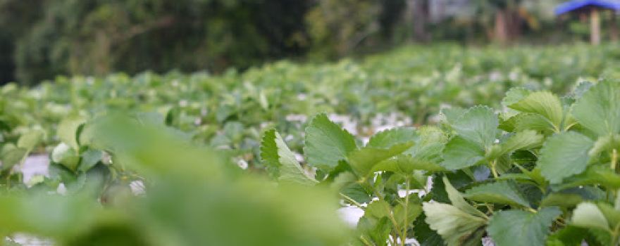 Kebun Strawberry Kampung Upang