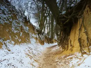 Wąwóz Korzeniowy Dół