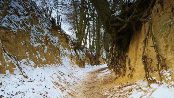 Wąwóz Korzeniowy Dół